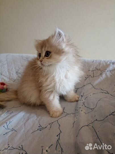 Персидская кошечка