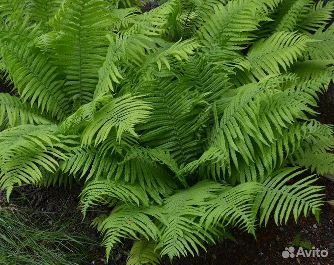Папоротник страусник