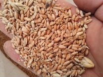 Пшеница кормовая доставка возможна