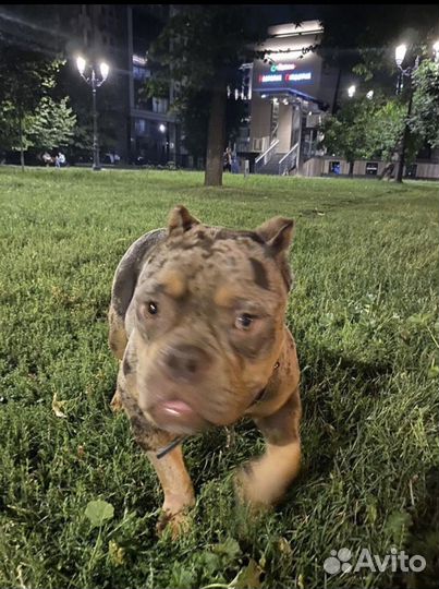 Выгул собак