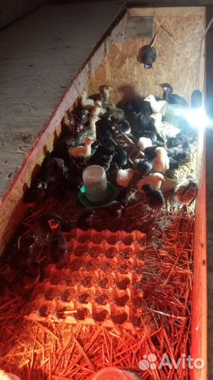 Яйцо инкубационное