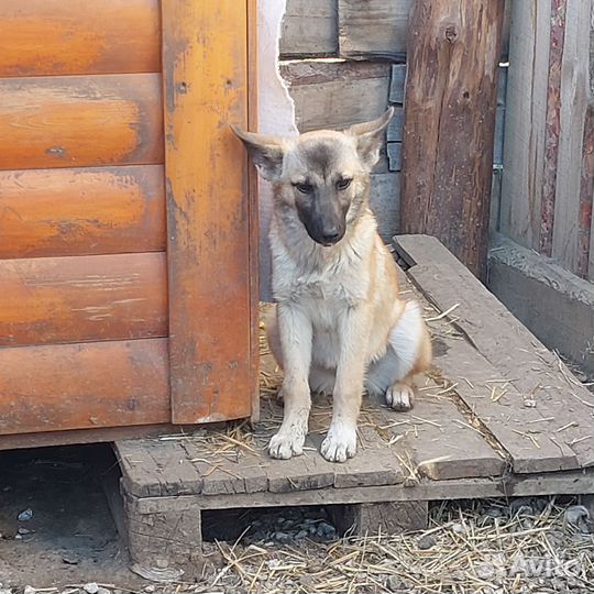 Собаки девочки из приюта ищут дом