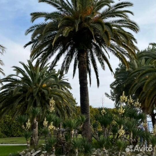 Горящий Таиланд