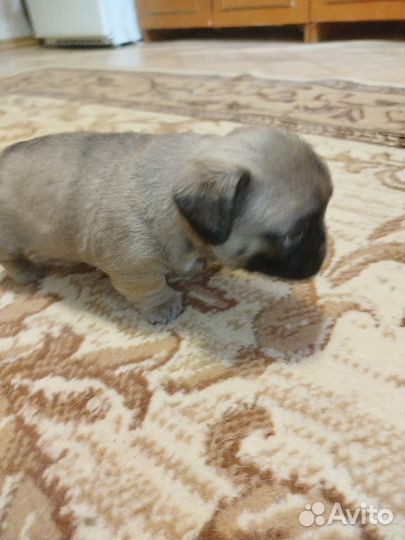 Щенки мопса