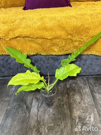 Сортовые филодендроны