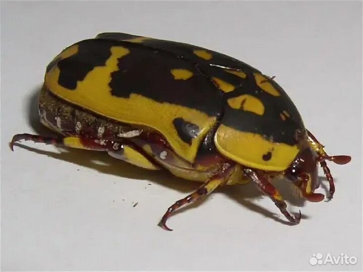 Кормовые насекомые для самостоятельного разведения