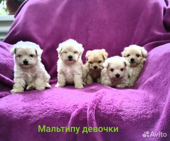Продаются щенки мальтипу девочки