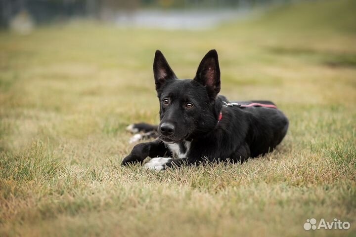 Бутч из приюта ищет дом
