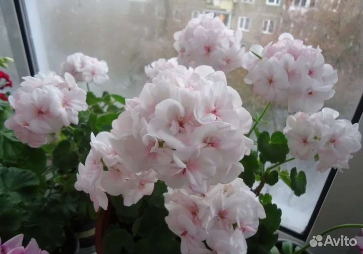 Tamara пеларгония