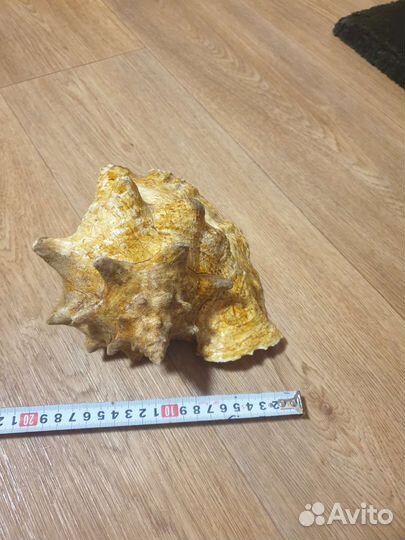 Ракушка большая