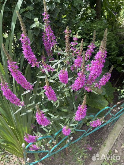 Лилейник / Бруннера гигант