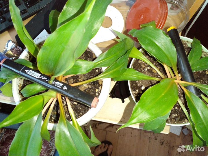 Хлорофитум грин Оранж