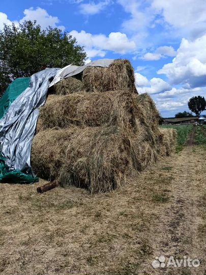 Сено в рулонах