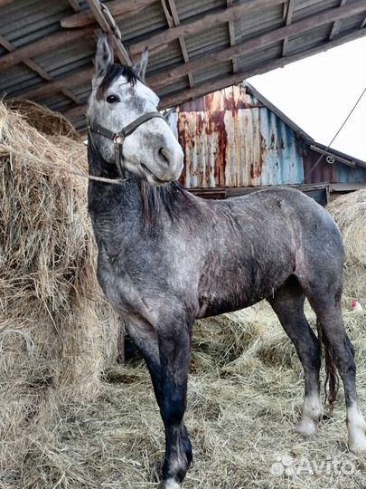 Мерин иноходец