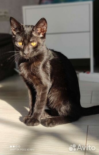 Кошка в дар