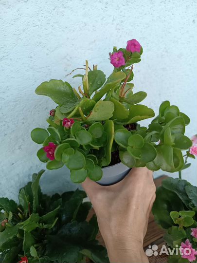 Каланхоэ. Комнатные цветы