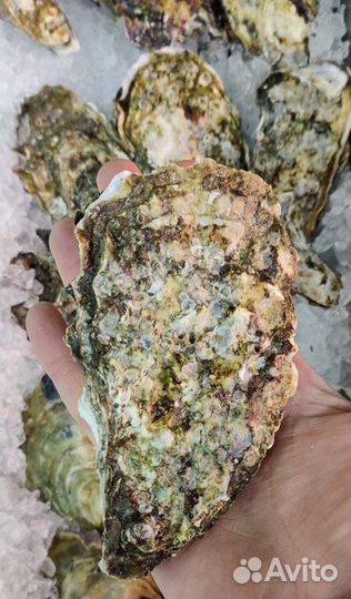 Живые устрицы