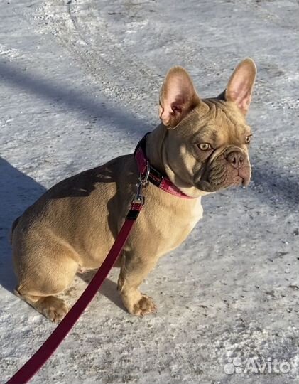 Французский бульдог изабелла