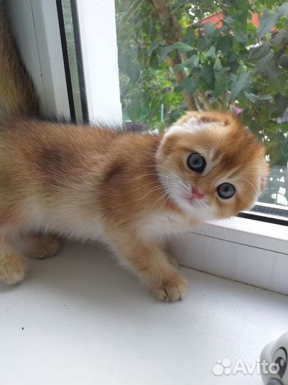 Шотландские девочки ny11