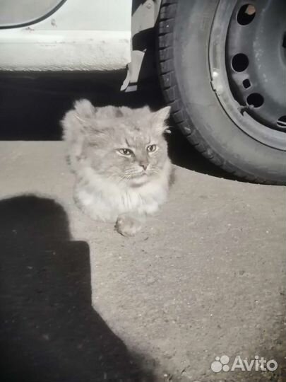 Сибирский кот