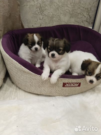 Собака породы Папильон