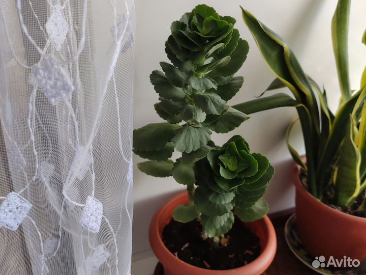 Комнатные цветы