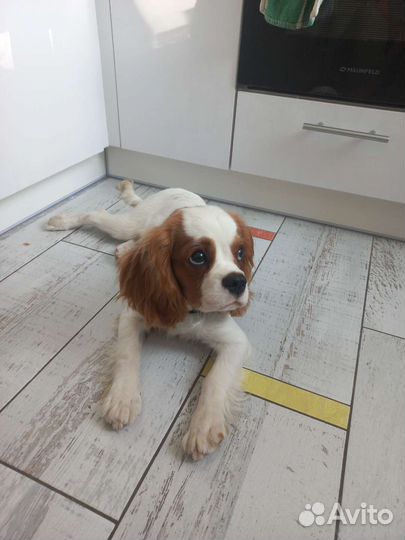 Кавалер кинг чарльз спаниель