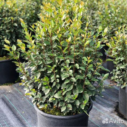 Кизильник блестящий живая изгородь