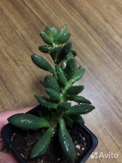 Адромискус