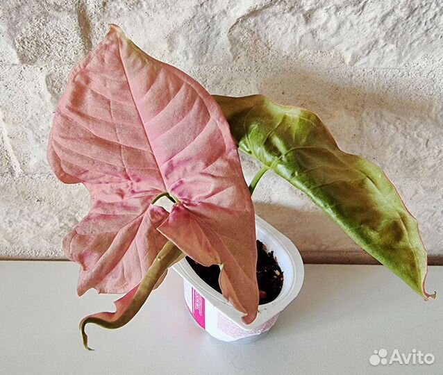 Сингониумы