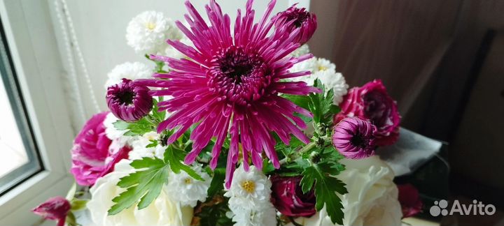 Хризантема