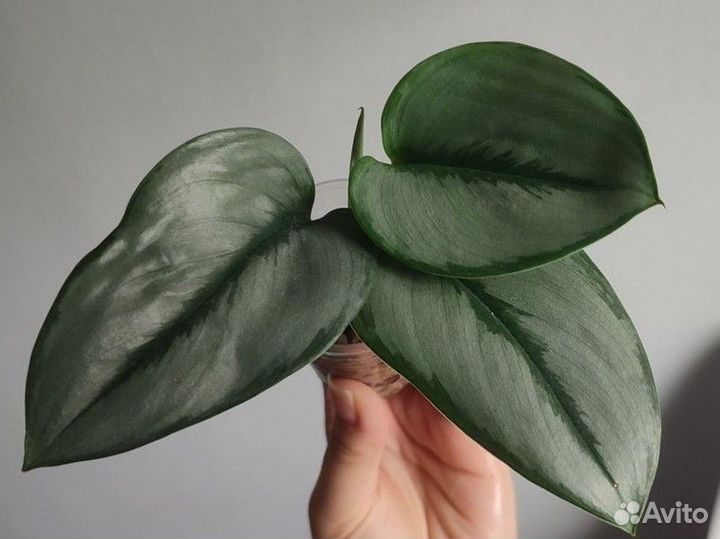 Сциндапсус, пеперомия, филодендроны