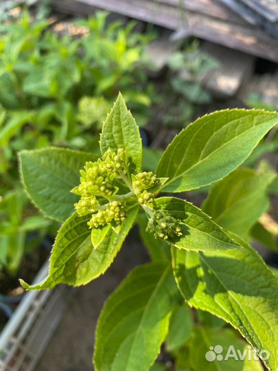 Гортензия с бутонами Новинка Pixio Пиксио