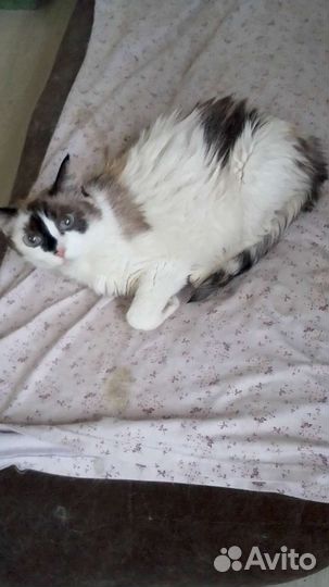 Пристраиваются в добрые руки