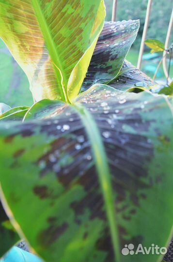 Банан пигмей