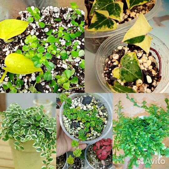 Фикус пумила Дуболистный,Уайт санни,селагинелла