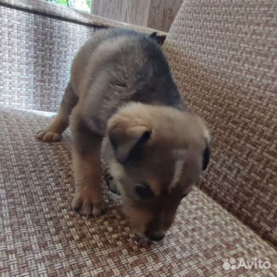 Отдам бесплатно животные