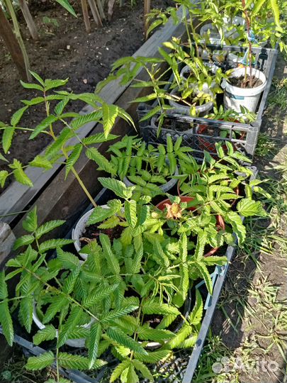 Тибетская малина, Японская айва, Голубика Река