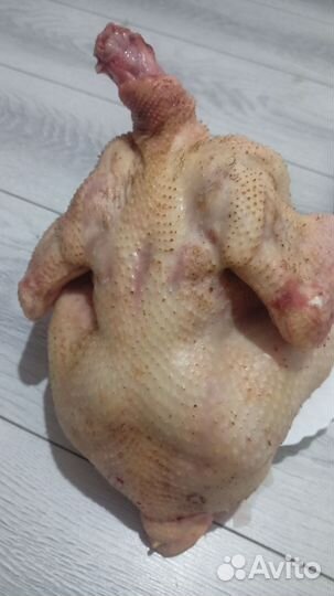 Продаются бройлеры