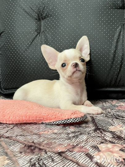 Чихуахуа мальчики