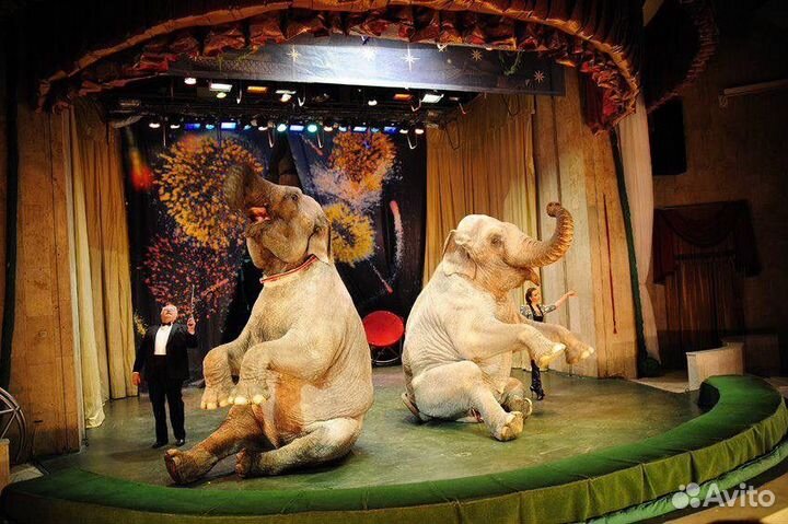 Билеты в уголок Дедушки дурова