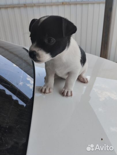 Щенки русский той-терьер в добрые руки