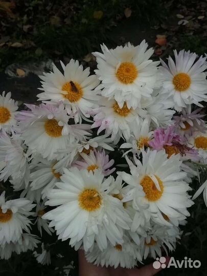 Хризантема