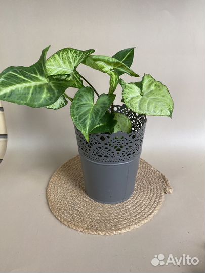 Комнатное растение Сингониум Эрроу