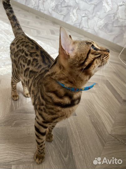 Продается кот бенгал(не кастрирован) 15 т