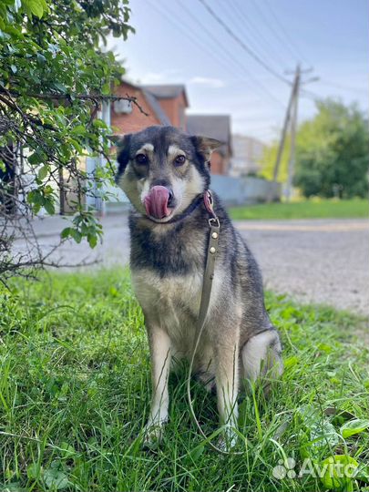 Собаке нужен дом