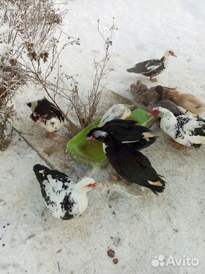 Молодняк с/х птицы