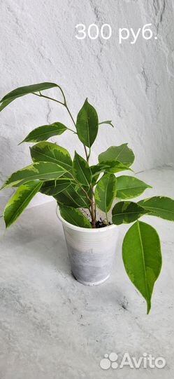 Комнатные растения