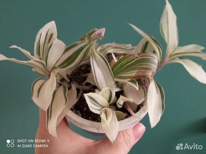 Традесканция Альба кустовая