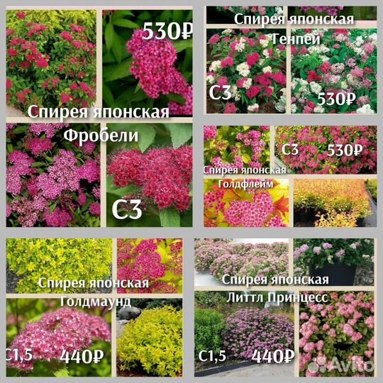 Спирея сорт